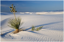 White Sands NM. | New Mexico