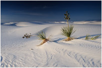 White Sands NM. | New Mexico