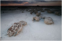 After sunset... | Bisti Wilderness | New Mexiko