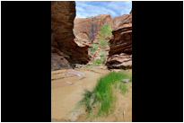 Idyllische Coyote Gulch | Utah