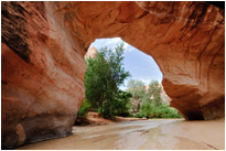 Coyote Natural Bridge | Utah