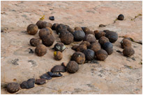 Geheimnissevolle Moqui Marbeles, die auch als lebende Steine bezeichnet werden | Utah