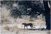 Gepard auf der Wanderung | Kaglagadi Transfrontier NP. | Südafrika