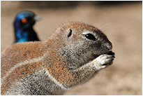 Kap Erdhörnchen | Kaglagadi Transfrontier NP. | Südafrika