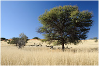 Savannenlandschaft | Kaglagadi Transfrontier NP. | Südafrika