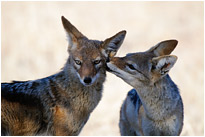 Schabrackenschakale beim Spielen | Kaglagadi Transfrontier NP. | Südafrika