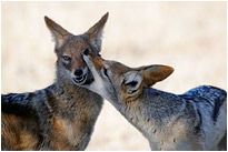 Schabrackenschakale beim Spielen | Kaglagadi Transfrontier NP. | Südafrika