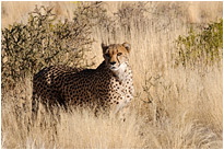 Gepard | Quivertree Forest | Namibia