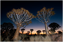 Kurz nach Sonnenuntergang im Köcherbaumwald | Namibia