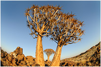 Fisheye Aufnahme im Köcherbaumwald | Namibia