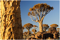 Kurz nach Sonnenaufgang im Köcherbaumwald | Namibia