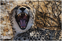 Ich will doch nur spielen... | Qivertree Forest | Namibia