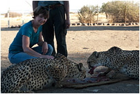 Streichelzoo während der Gepardenfütterung | Quivertree Forest | Namibia