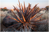 Köcherbaumwald | Namibia