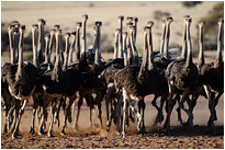 Jetzt aber schnell...  | Namibia