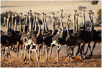 Oh man - dieser nervige Fotograf... | Namibia