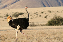 Immer mit der Ruhe... | Namibia