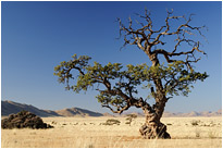 Unendliche Weite | Koiimasis | Namibia