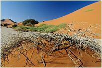 Der Überlebenskampf... | Namibia