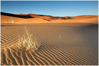 Außer ein paar vertrockneten Sträuchern gibt es hier nur Sand | Namibia