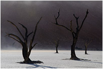 Gespentisch wirken die abgestorbenen Bäume des Dead Vleis | Namibia