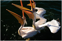 Voller Erwartung auf einen Fisch... | Namibia