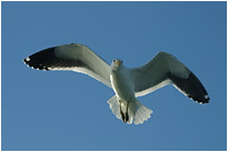 Tollkühne Möwe auf der Suche nach Fisch | Namibia