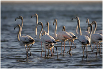 Flamingos in der Lagune von Walvisbay | Namibia