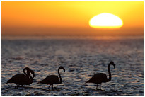 Im seichten Wasser warten die Flamingos auf den Sonnenuntergang | Namibia