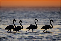 Abendspaziergang | Namibia