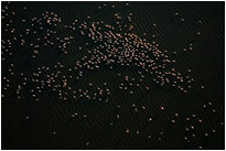 Flamingos von oben inn der Nähe von Walvisbay | Namibia