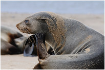 Der Denker | Namibia