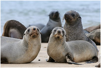 Pelzrobben am Strand auf der Düne vor Walvisbay | Namibia