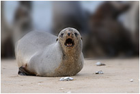 Zähneputzen wäre auch nicht schlecht | Namibia