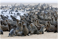 Hunderte von Robben tummeln sich am Strand | Namibia