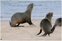 Mit einem Wahnsinnstempo bewegen sich die Robben über den Strand | Namibia