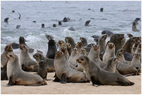 Müssen wir jetzt ins Wasser, oder hält sich der Typ mit der Kamera an unseren Sicherheitsabstand? | Namibia