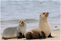 Auf der Hut | Namibia