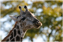 Giraffen beim Frühstück | Moremi NP., Botswana