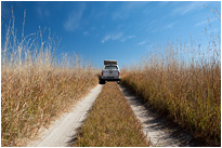 Fahrt im Moremi NP. | Botswana