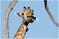 Giraffen beim Frühstück | Moremi NP., Botswana