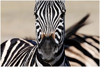 Beiderseitiges Interesse - Zebra und Fotograf | Moremi NP., Botswana