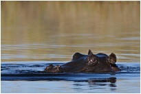 Mich gibt es hier auch - Hippo im Okavango Delta | Moremi NP., Botswana