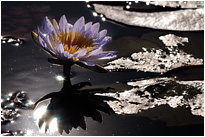 Blühende Pracht im Delta | Moremi NP., Botswana