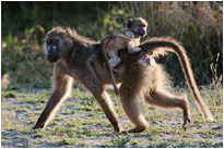 Nicht so schnell - ich fall gleich runter....  | Moremi NP., Botswana