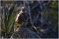 Hallo, hier bin ich...  | Moremi NP., Botswana