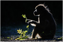 In der Ruhe liegt die Kraft... | Moremi NP., Botswana