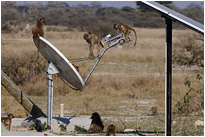 Was für ein tolles Turngerät  | Moremi NP., Botswana