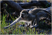 Genau den Grashalmen will ich haben... | Moremi NP., Botswana