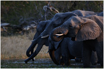 Kollektives Wasserfassen... | Moremi NP., Botswana
